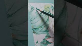 Woodless Watercolor Pencil foryou pencil pencildrawing watercolorpencil painting art artwork [upl. by Balliett301]