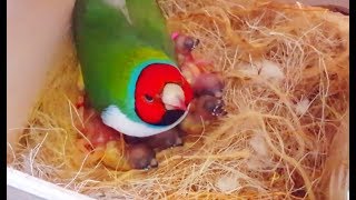 Gouldian finches Breeding  Best Collective Video 2  Birds Likers [upl. by Clellan]