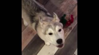 Husky howling compilation [upl. by Noirda]