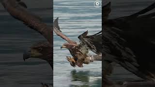 The Most Powerful Eagle Attack Ever Captured ⚡ Witness Natures Fierce Predator 🦅 eagleattacks [upl. by Atahs]