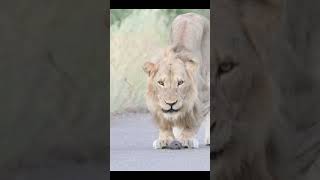 Lion finds newborn honey badger in KNP krugernationalpark lion [upl. by Dreeda599]