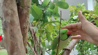 Indian Ringneck Parrot Continuously Talking  Kashmiri Green Parrot  Kiwi Green [upl. by Ueik]