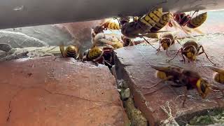 European Hornet Nest in Spratton Northamptonshire [upl. by Inaboy]