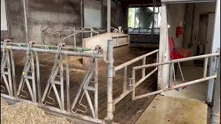 How is the flow of your cows in your farm [upl. by Eelta]