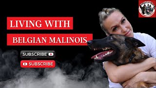 Living with a Belgian Malinois [upl. by Marice]