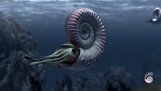 Ammonite  extinct marine mollusc [upl. by Davita]