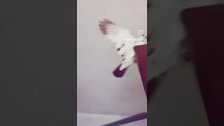 Kabutar 👑pigeon fancykabutar resar kabutar short video fancy animal [upl. by Anitsrihc]