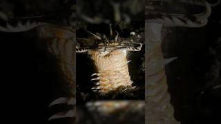 Bobbit Worm AMBUSH [upl. by Roseann]