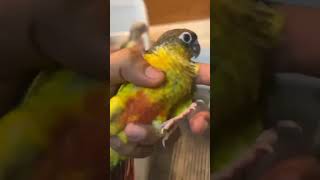 yellow sided green chick conure hand feeding chicks 🩷 youtube birds lovebird pets conure [upl. by Hylan]