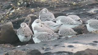 Sanderling Calidris alba Brouwersdam ZH the Netherlands 22 Nov 2024 22 [upl. by Morrell]