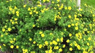 Potentilla  Watters Garden Center [upl. by Suhsoj160]