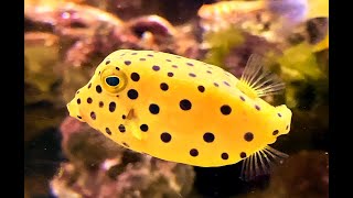 ミナミハコフグ Yellow boxfish Ostracion cubicus Linnaeus [upl. by Laubin191]