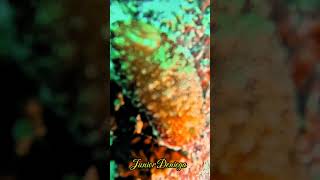 beautifulgastropodsnudibranchshortschromodorisreticulatavideographymoalboalcebu🇵🇭 [upl. by Warton]