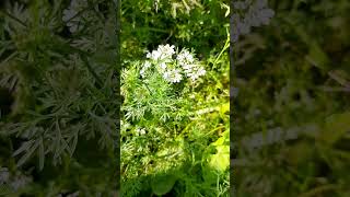 Coriandrum sativum  cilantro permaculture flowers garden [upl. by Hamirak]