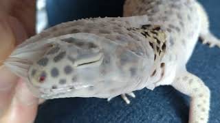 【レオパの脱皮】ソルトが脱ぎます【Leopard gecko molting】 [upl. by Catina961]