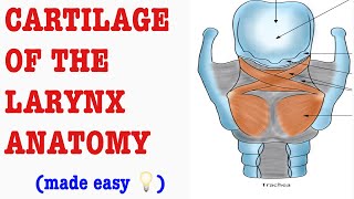 CARTILAGES OF THE LARYNX MADE EASY DampN Medical Series [upl. by Nerrol]