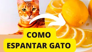 XO GATO COMO ESPANTAR GATOS DO VIZINHO NO SEU QUINTAL  FUNCIONA [upl. by Ogdan426]