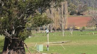 TasRail train 346 20542053 between Lemana and Bengeo 01102024 [upl. by Fulvia]