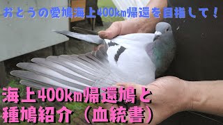 レース鳩 海上400kmレース帰還鳩と種鳩（血統書）紹介 [upl. by Jamill558]