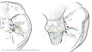 The Facial Nerve CNVII Animated Review [upl. by Toogood978]