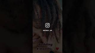 My babies are budding and flourishing 🌱🥹 locs locjourney budding naturalhair [upl. by Peonir]