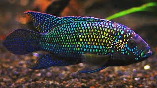 Top 10 Tank Mates for Jack Dempsey Cichlids [upl. by Ilohcin]