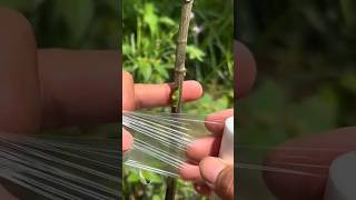 Grafting process🌿agriculture gardening homegarden shortsfeed shortsviral tree garden farming [upl. by Gnous]