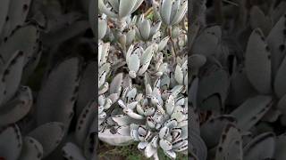 Kalanchoe Tomentosa Panda Plant garden [upl. by Samuella912]