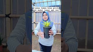 plants sansevieriahybrid tanamanhias sansevieria bunga gardening [upl. by Alburga288]