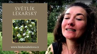 Letní bylinky Světlík lékařský Euphrasia Rostkoviana [upl. by Lathrope]