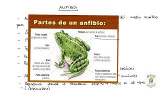 Los anfibios Características generales [upl. by Ecirted]