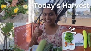 todays Harvest  ఈ రోజు మన గార్డెన్ లో కోసిన vegitables విత్ weight youtubevideo [upl. by Bega845]