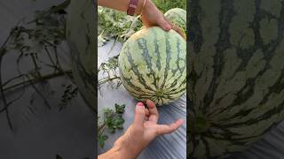 easy way to split a watermelon watermelon [upl. by Areval]