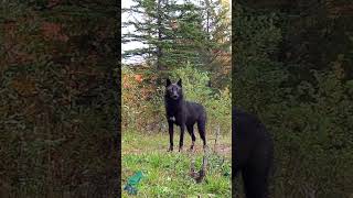 Stunning black wolf in northern Minnesota [upl. by Samuel]