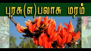 Butea monosperma பலாசு மரத்தின் வைத்தியமுறைகள் [upl. by Maguire]