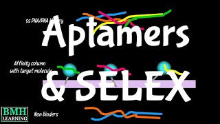 Aptamer Selection Using SELEX  Aptamers amp SELEX [upl. by Nyliahs]