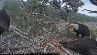 Raven attack Big Bear Bald Eagle Live Nest Cam [upl. by Esaj]