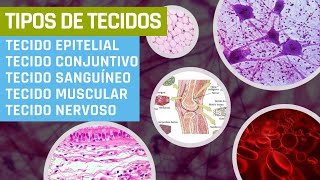 Tipos de tecidos [upl. by Littman]