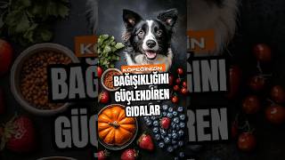 Köpeğinizin Bağışıklığını Güçlendiren Gıdalar köpekeğitimi [upl. by Aonehc]