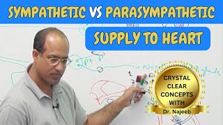 Sympathetic vs Parasympathetic Supply to Heart 🫀 [upl. by Yurik]