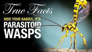 True Facts Parasitoid Wasps [upl. by Odlabso]