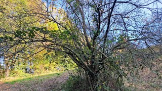 Biggest feral German Medlar Mespilus germanica Population in Germany is dying [upl. by Chassin]