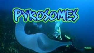 Pyrosome Facts [upl. by Gene]