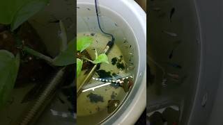 betta fish baby food bettafrycare [upl. by Ahsayn]