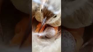 Fluffy Friends Adorable Zitting Cisticola Babies shorts [upl. by Matrona673]