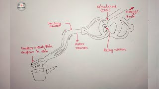 How to Draw Reflex Arc  Reflex Arc Diagram  Structure of Reflex Arc in Very Simple Way [upl. by Aggarwal625]