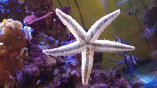 Mon Top 10 des meilleurs détritivores en aquariophilie récifale [upl. by Norved344]