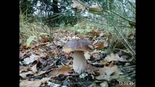 Boletus Edulis TL2015 [upl. by Wrennie]