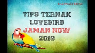 Tips Ternak Lovebird JAMAN NOW 2018 [upl. by Gayn]