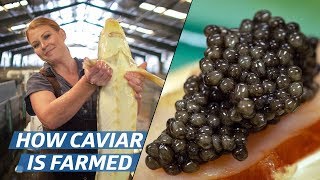 How Russian Sturgeon Caviar Is Farmed and Processed — How To Make It [upl. by Wakerly]